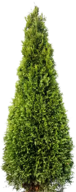 Emerald Green Arborvitae in a planter